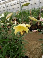 [4193 Golden Power ST No101.JPG]